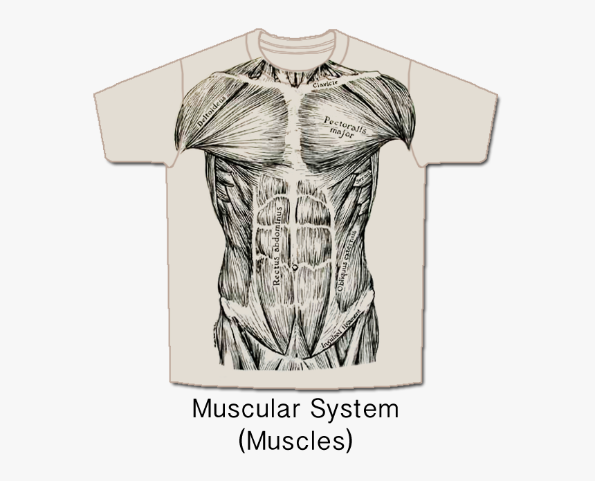 Musc-front - Muscle System T Shirt, HD Png Download