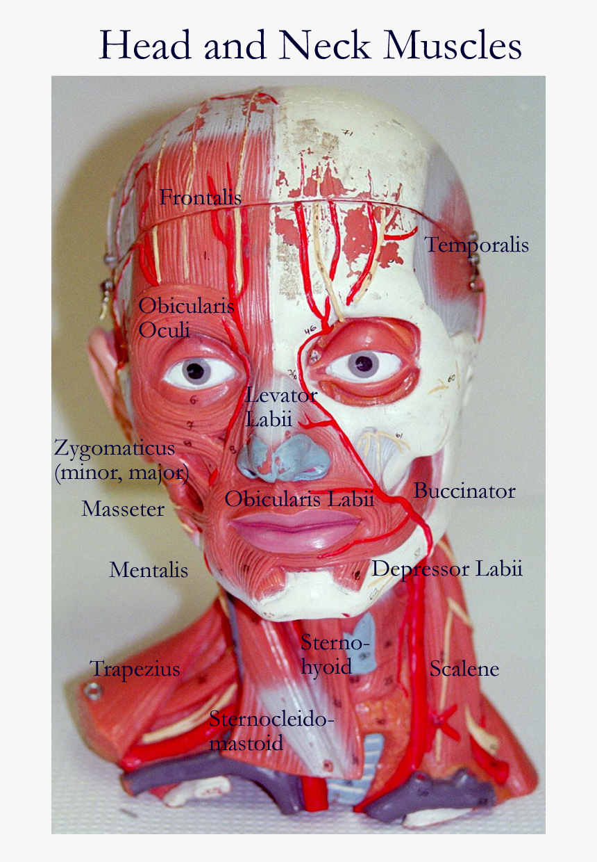 Head And Neck Models, HD Png Download