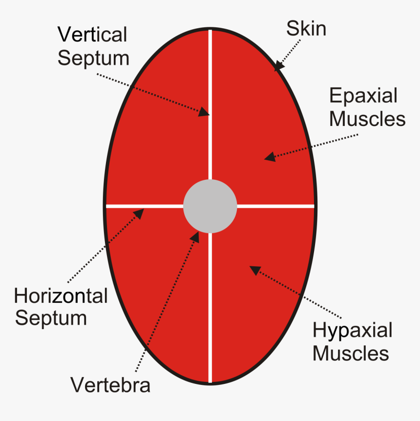 Circle, HD Png Download