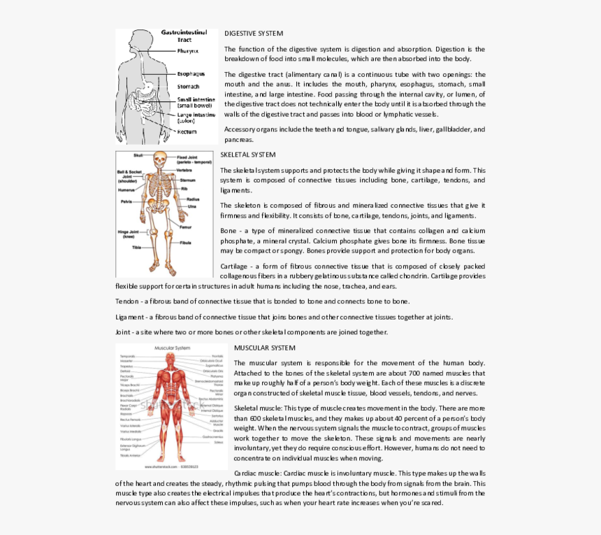 Skeletal System, HD Png Download