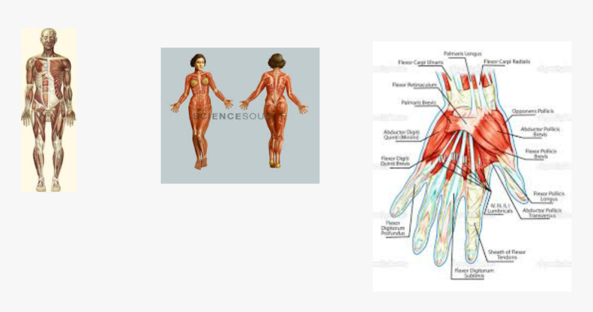 Picture - Illustration, HD Png Download