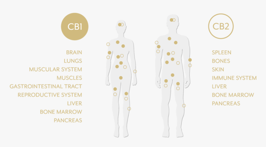Cbd System - Illustration, HD Png Download