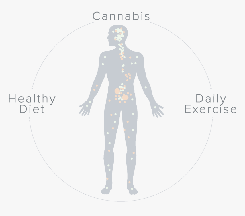 The Endocannabinoid System And Your Health - Standing, HD Png Download