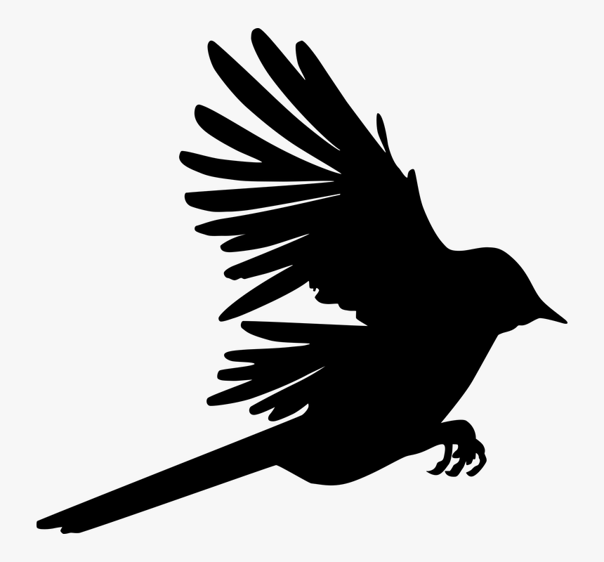 Raven, HD Png Download