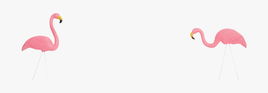 Greater Flamingo, HD Png Download