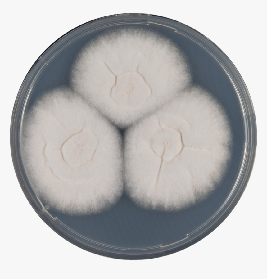 Aspergillus Botucaensis Cya - Paw, HD Png Download