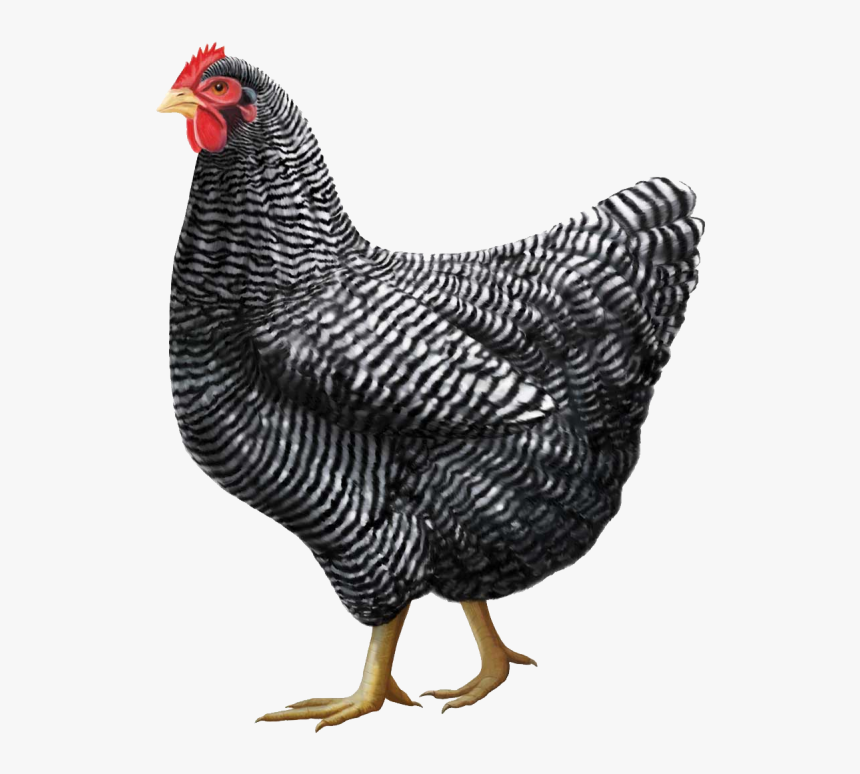 Chicken Png Clipart Free - Plymouth Rock Chicken Breed, Transparent Png
