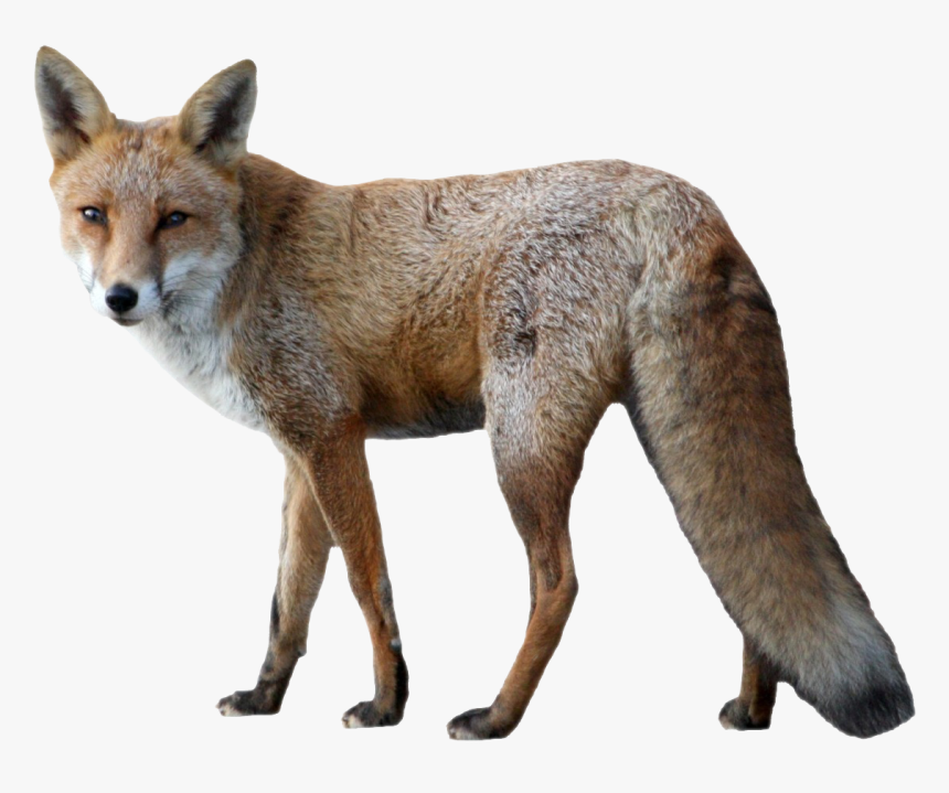 Fox Png Image - Transparent Background Fox Png, Png Download