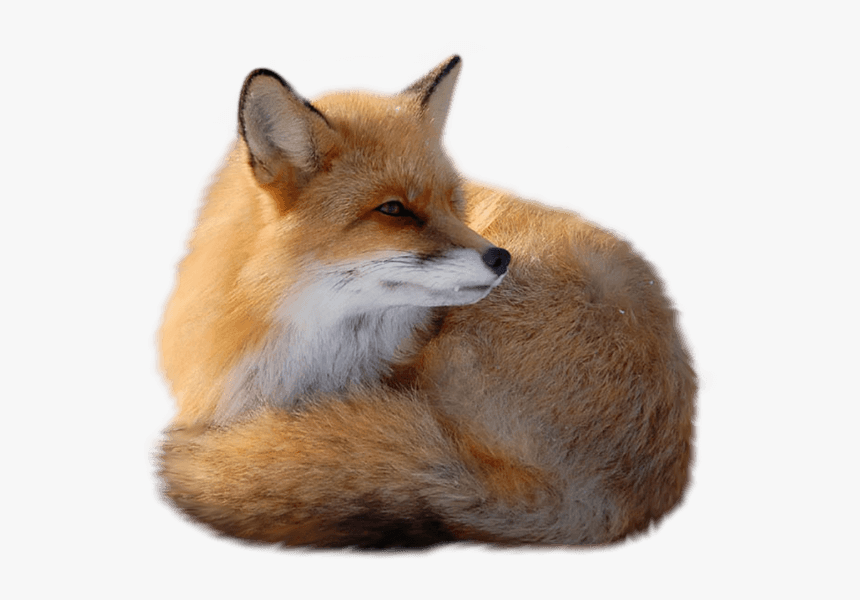 Sitting Fox - Red Fox Transparent, HD Png Download