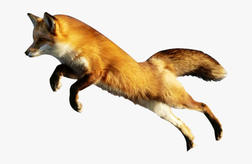 Fox Png Image Fox Png - Zorro Png, Transparent Png