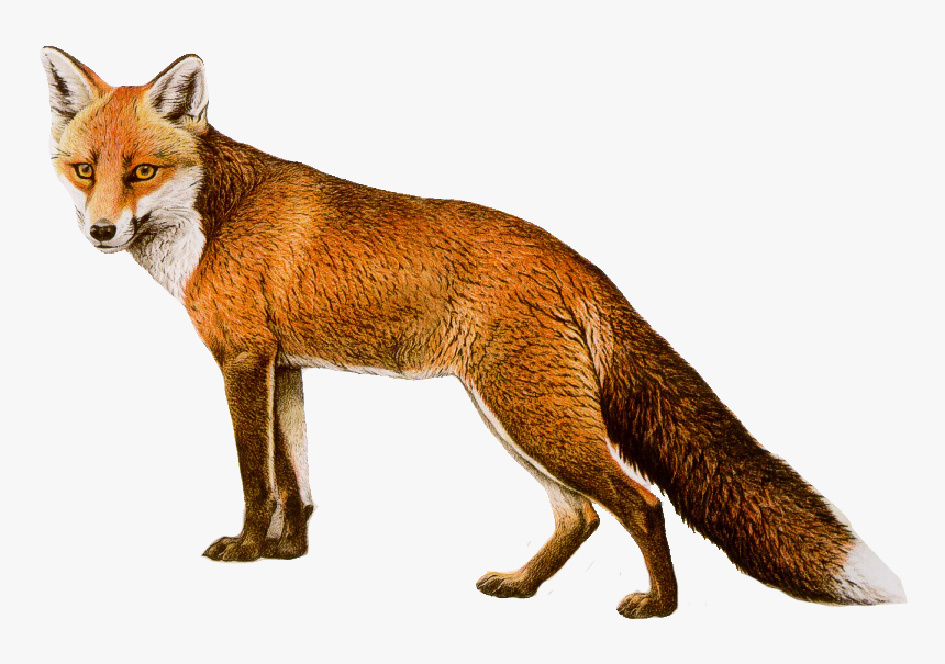 Download Fox Png - Red Fox Png, Transparent Png
