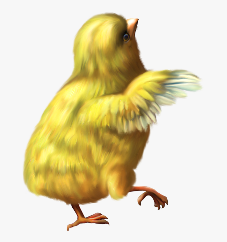 Yellow Baby Chicken Png Image, Transparent Png