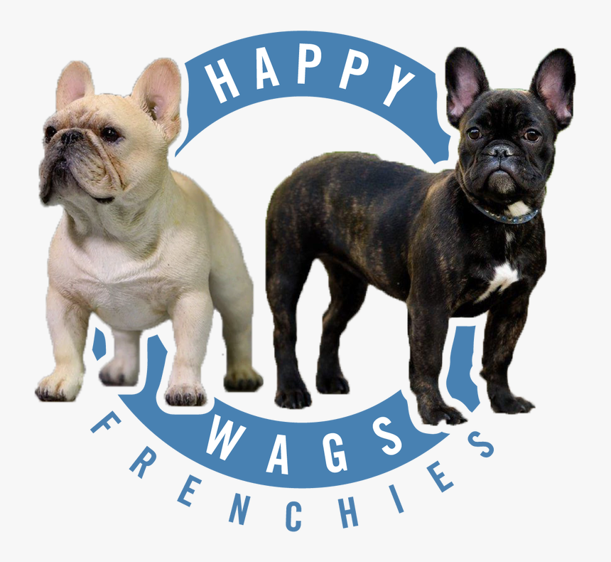Transparent French Bulldog Png - French Bulldog, Png Download