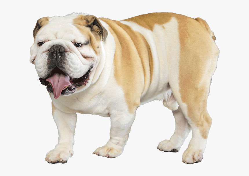 Bulldog Png Transparent Images - English Bulldog Transparent Background, Png Download