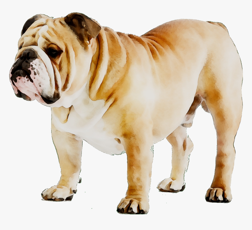 French Bulldog Puppy Dog Breed American Bulldog - Bulldog Ingles, HD Png Download