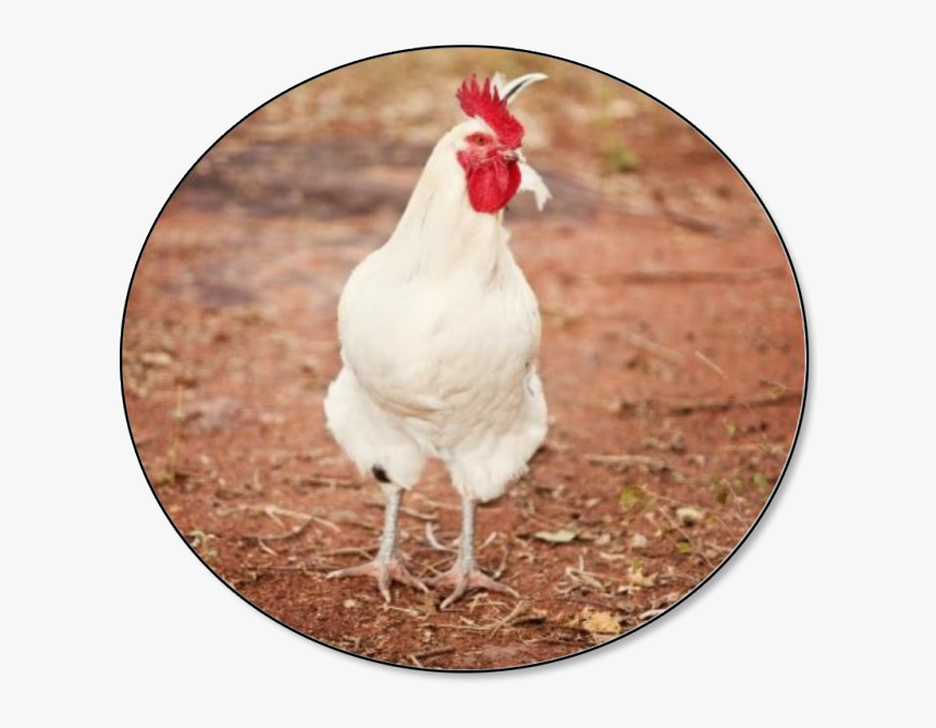 Hen Solo, HD Png Download