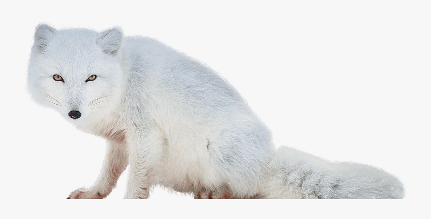 Raposa Do Artico Png, Transparent Png