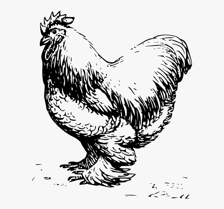 Rooster, Male, Barn, Farm, Chicken, Feathers - Clip Art Black And White Chicken, HD Png Download