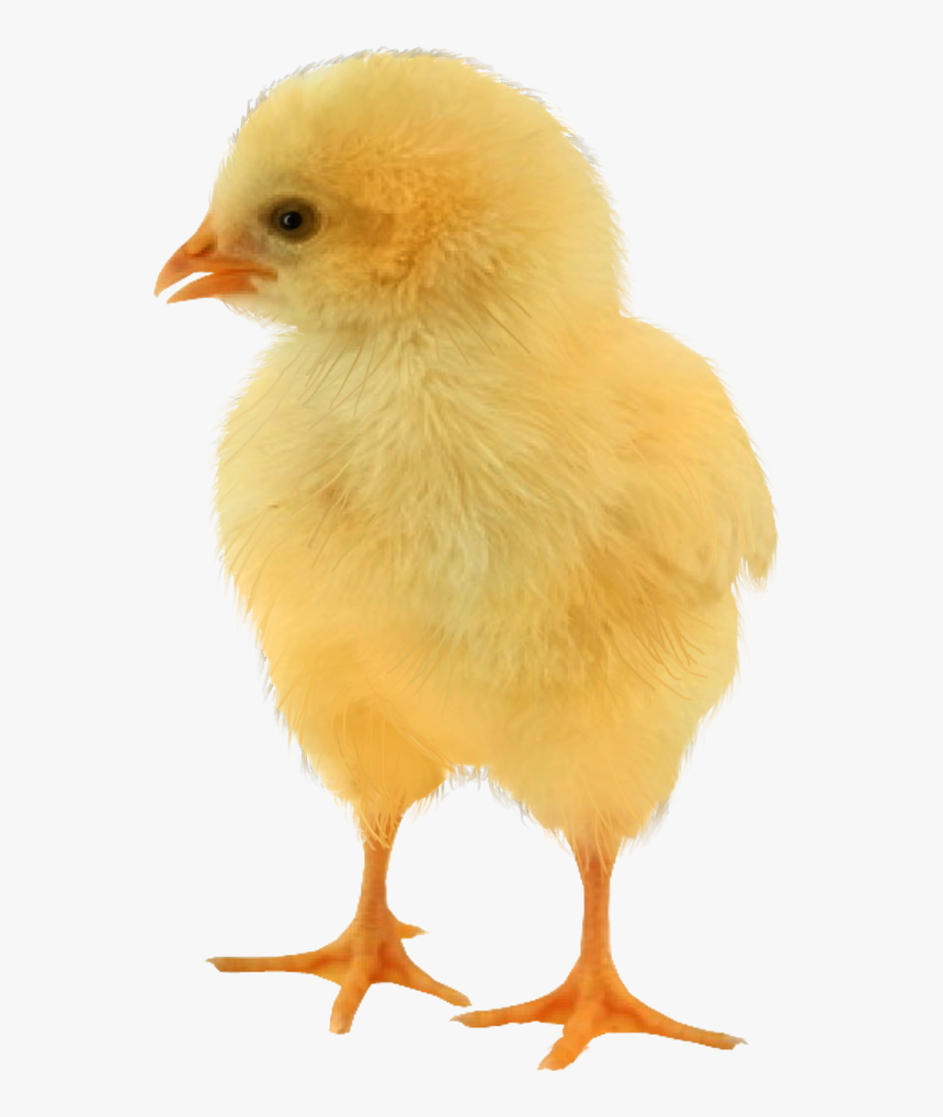 Baby Chicken Png Image - Png Baby Chicken, Transparent Png