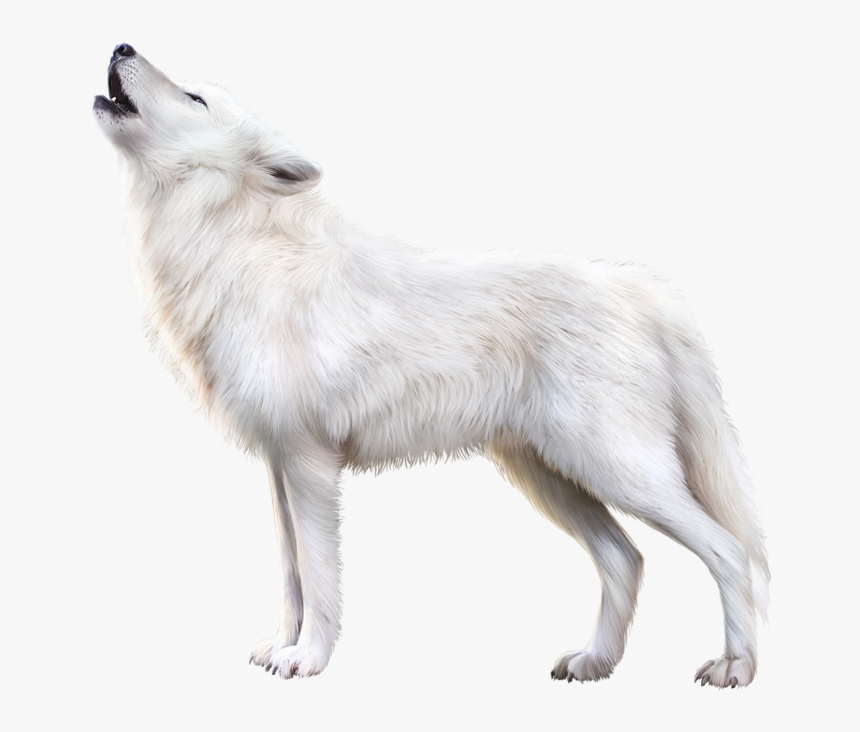 Arctic Fox Png Download Image - Arctic Fox Png, Transparent Png