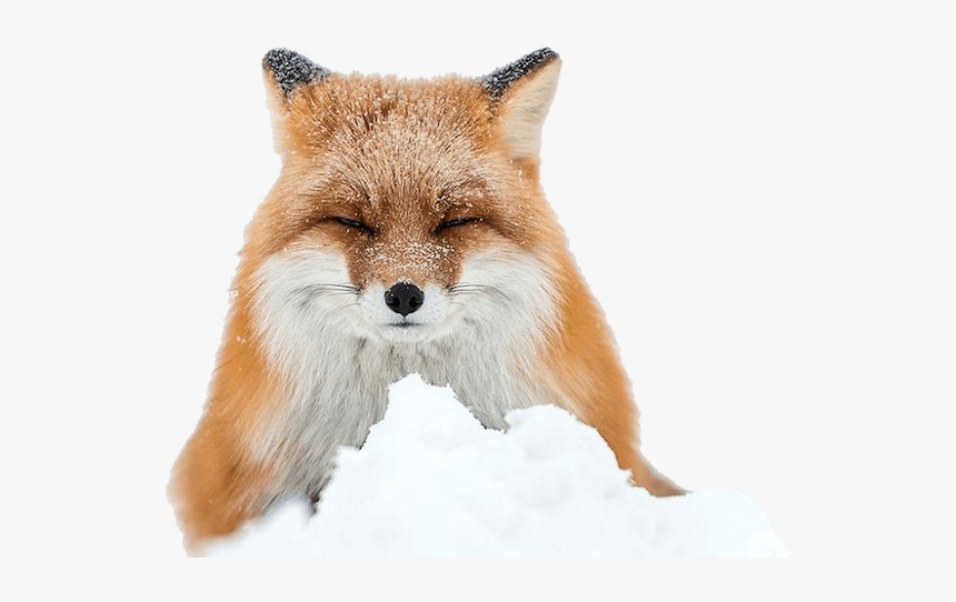 Fox In Snow Photography, HD Png Download