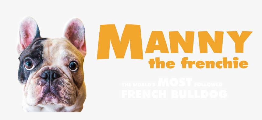 Manny - French Bulldog, HD Png Download