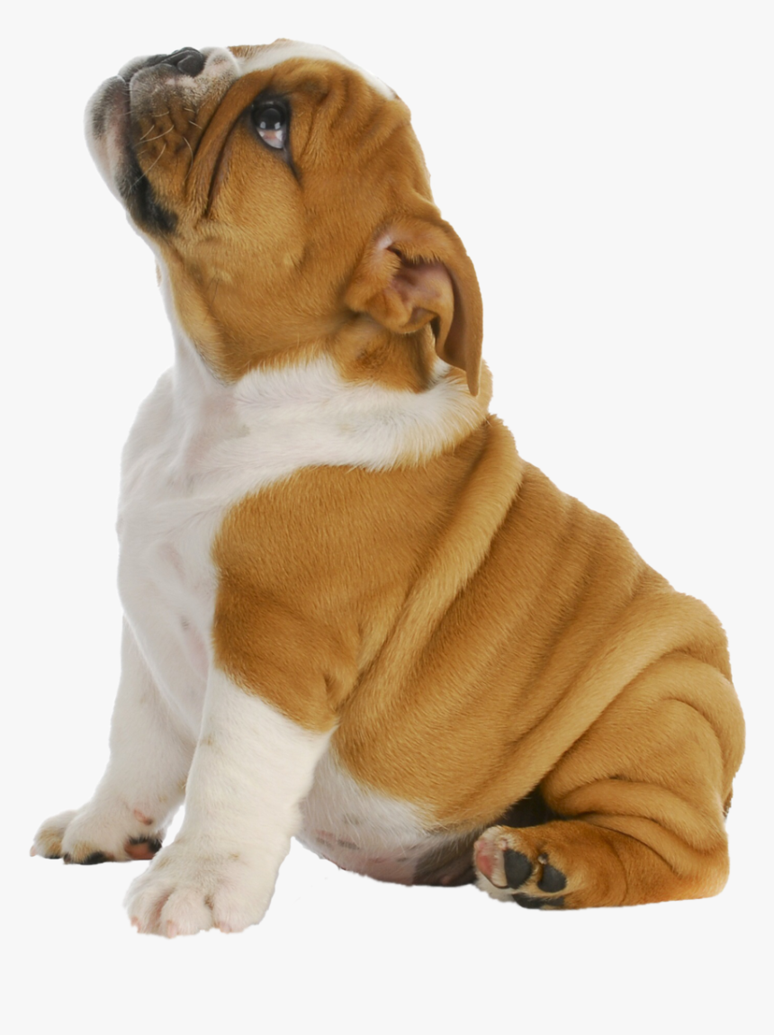 Puppy Dog Png, Transparent Png