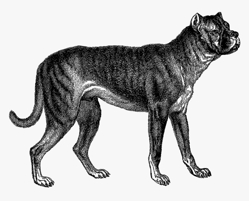 Boxer Dogs In The 1800s, HD Png Download