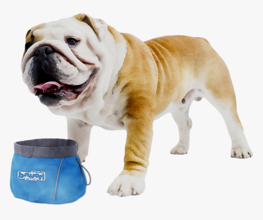 Toy Old Bulldog Bulldogge Olde English White Clipart - Bulldog Ingles X Frances, HD Png Download