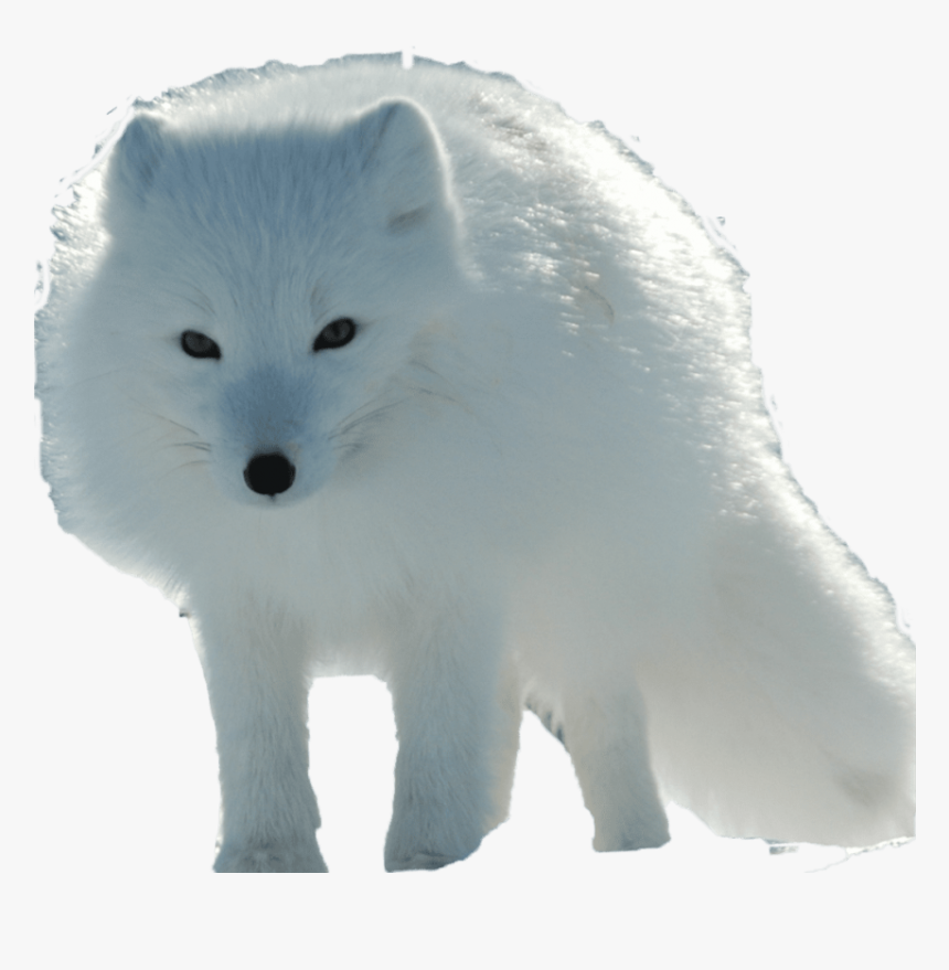Песец Белый На Прозрачном Фоне, HD Png Download