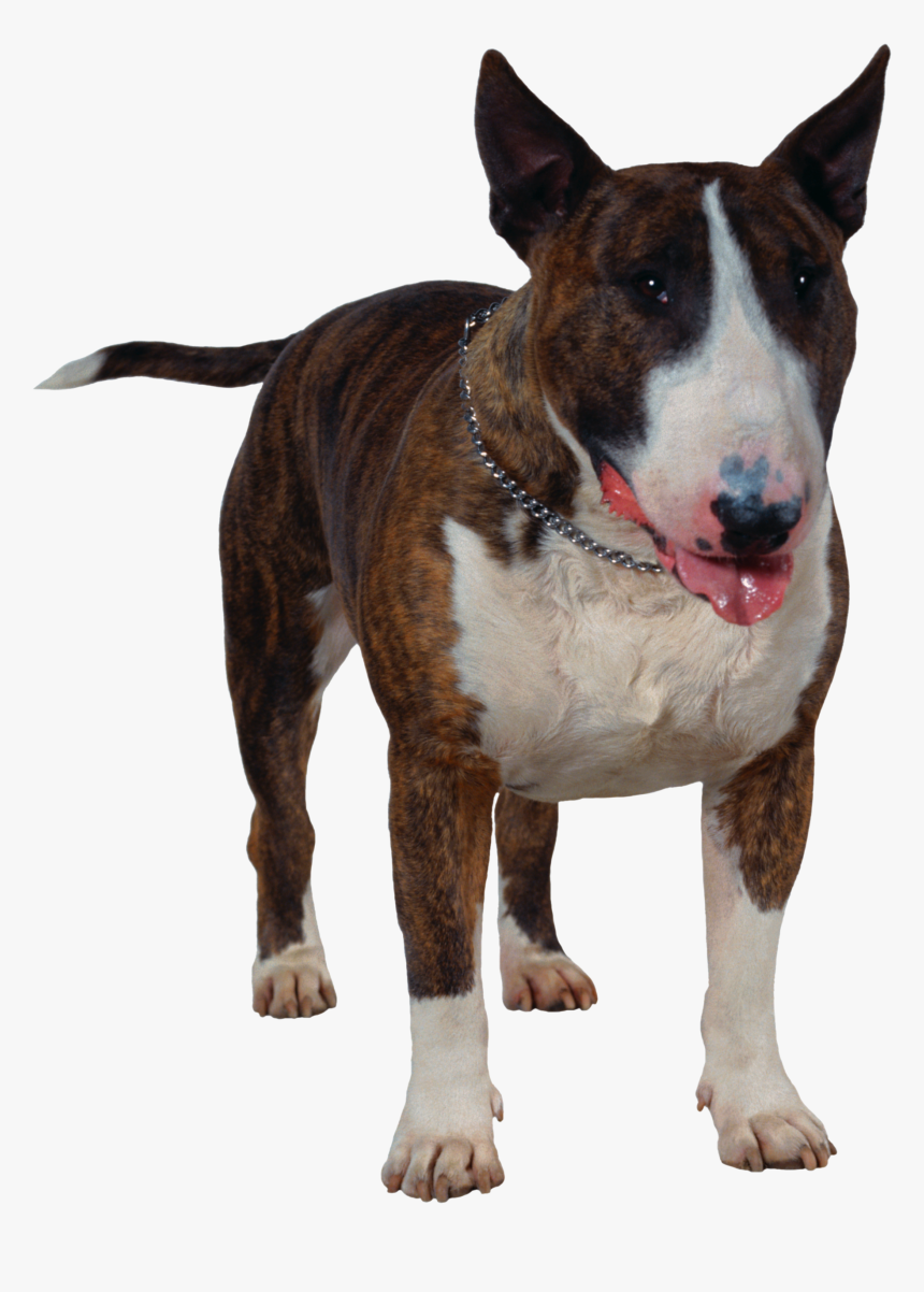 Dog Png - Cão Bull Terrier Png, Transparent Png
