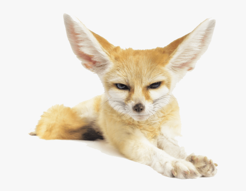 Fennec Fox Png Pic - Fennec Fox Png, Transparent Png