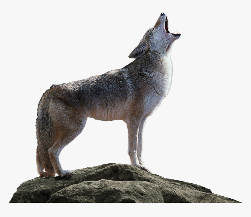 Transparent Background Coyote Png, Png Download