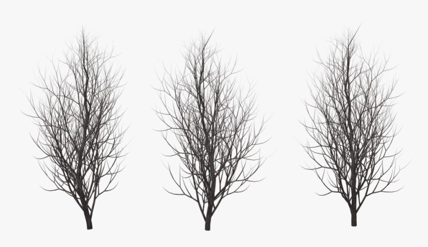 Winter Free Png Image - Png Winter Tree Silhouette, Transparent Png