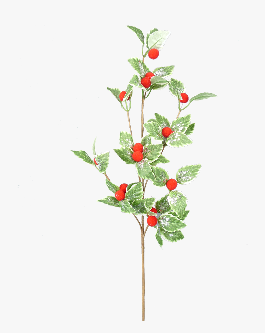 24 - Garden Roses, HD Png Download