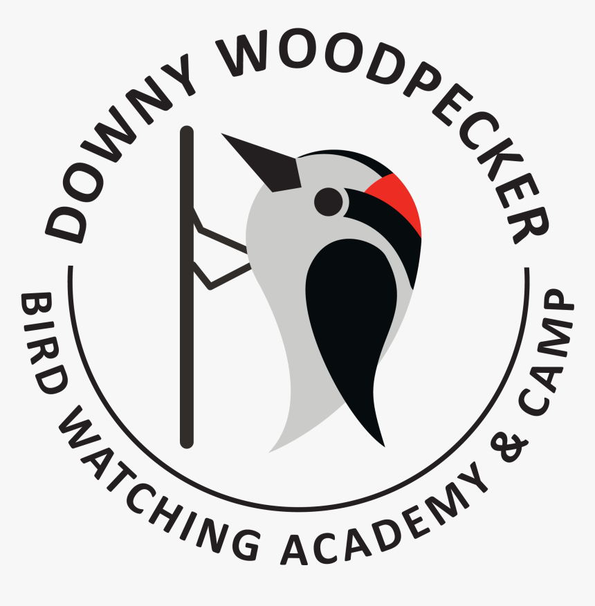 Downy Woodpecker - Cartoon - Oil & Gas Uk, HD Png Download