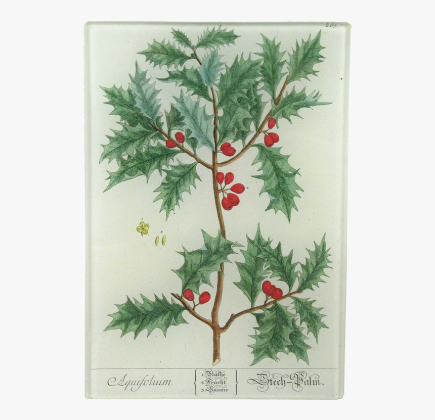 Curious Herbal, HD Png Download