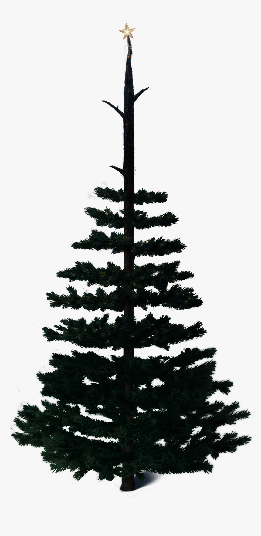 Burnt Tree After Wildfire In Borjomi, HD Png Download