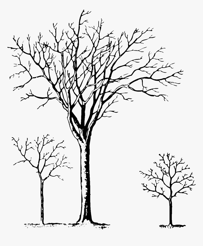 Pine Tree Clipart Black And White / Christmas Tree - Tree, HD Png Download