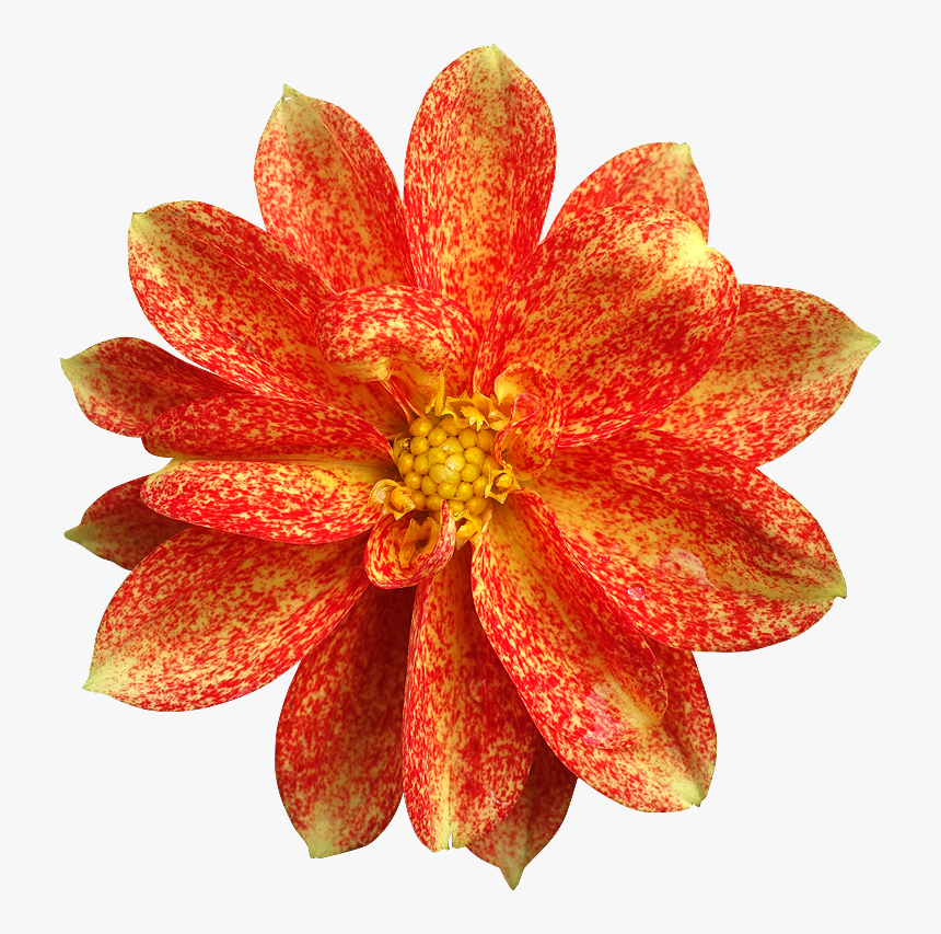 Fleur En Png, Transparent Png