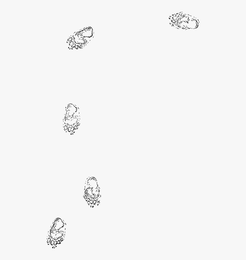 Bear Prints Black White Line Art 555px - Sand Footprint Png, Transparent Png