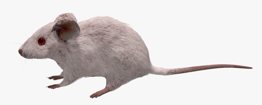 533 Pixels - Mouse - Mouse, HD Png Download