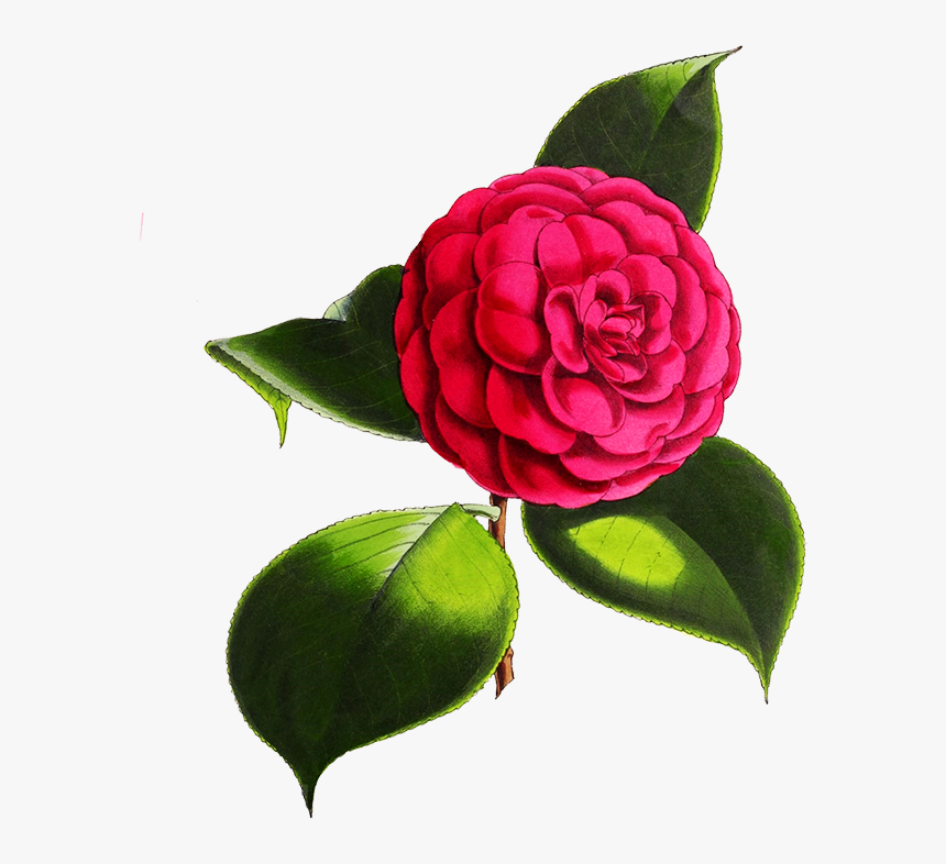 Camellia Flower - Digital Flowers Transparent Background, HD Png Download