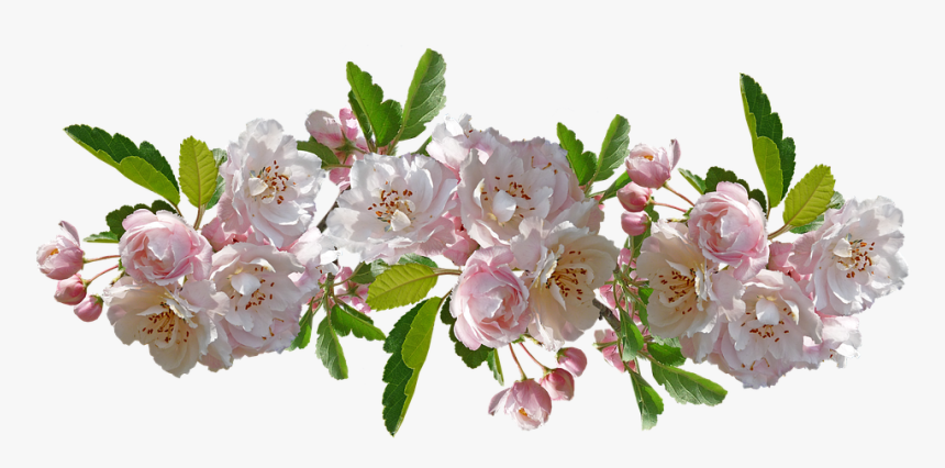 Flor De Manzano Png, Transparent Png