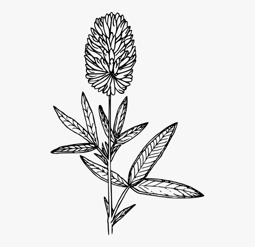 Transparent Four Leaf Clover Clipart Black And White - Clover, HD Png Download