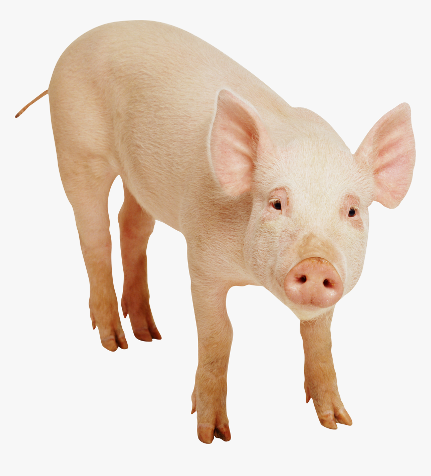 Pig Free, HD Png Download
