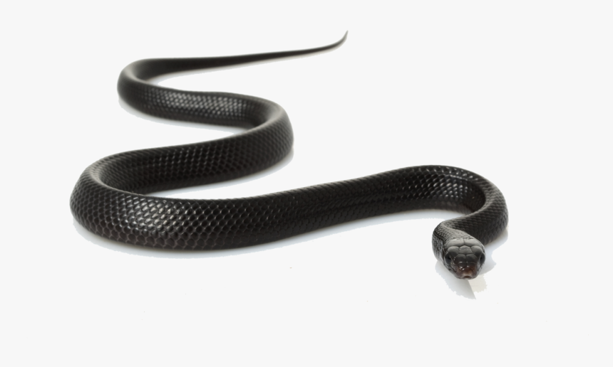 Snakes In Madhya Pradesh, HD Png Download