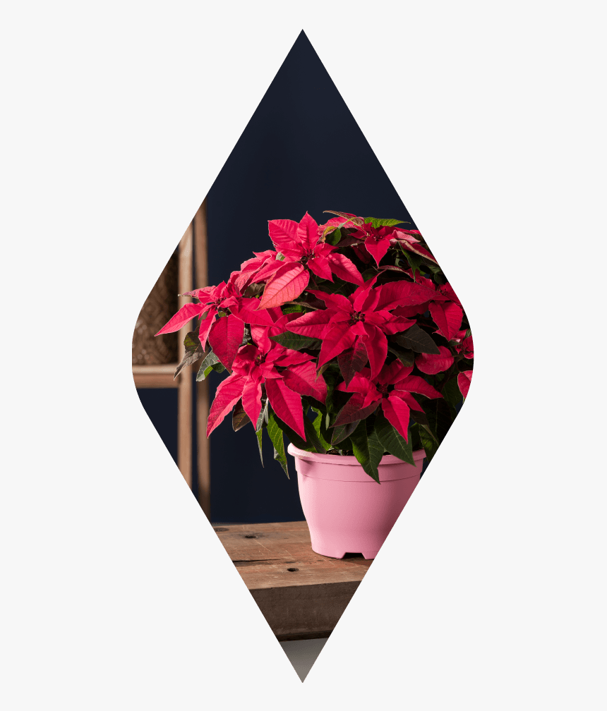 Poinsettia, HD Png Download