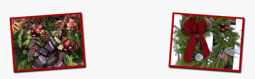 Poinsettia, HD Png Download