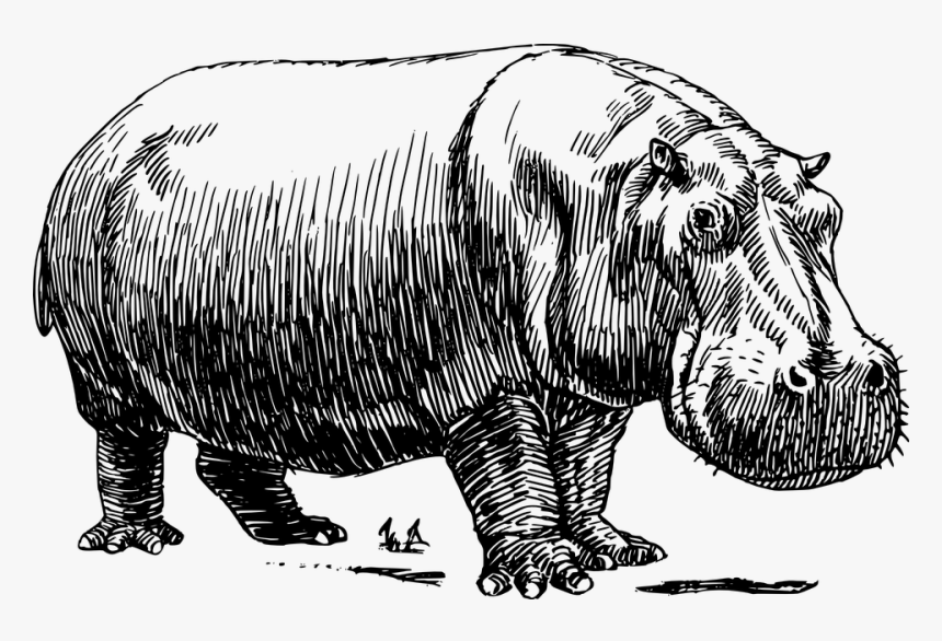 Line Drawing Of Hippopotamus, HD Png Download